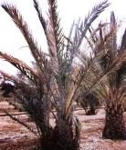 Bayod wilt in date palm