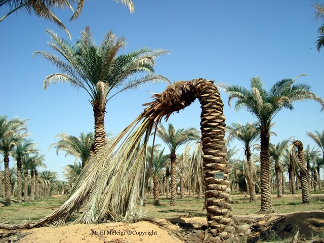 Neck rot caused by Chalara paradoxa, (Thialaphiopsis paradoxa)