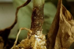 Rhizoctonia