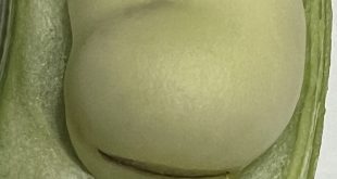 Broad bean