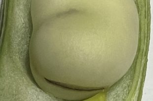 Broad bean